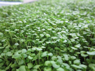 Thyme-ready-to-harvest-day-11-6-400x300